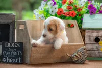 Willow, a female Goldendoodle for sale in Waco, TX – 4 of 10