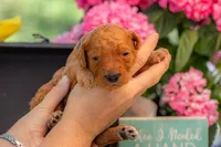 Tommee, a male Goldendoodle for sale in Waco, TX – 2 of 7
