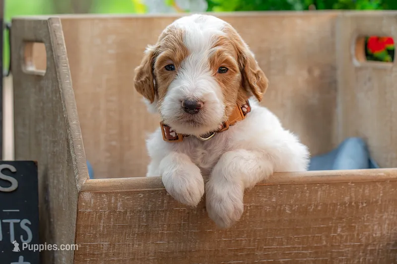 Henry – Goldendoodle puppy for sale in Waco, TX