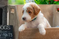 Rusty, a male Goldendoodle for sale in Waco, TX – 1 of 10