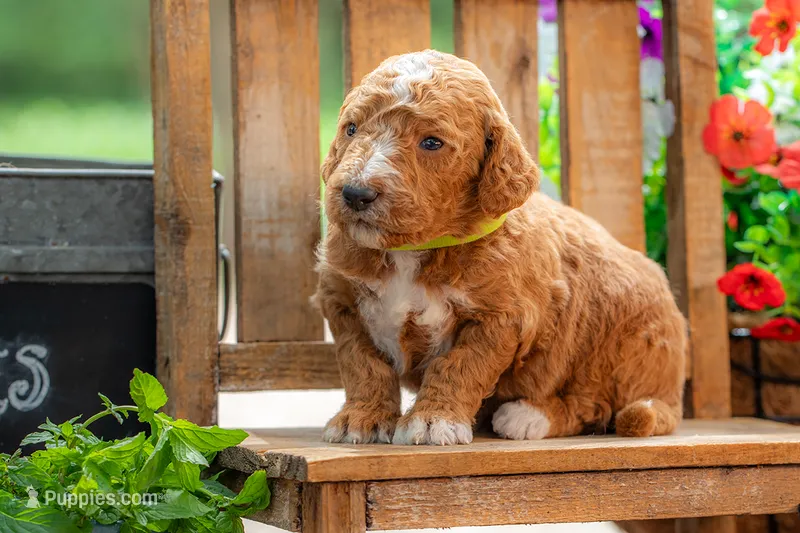 Teddy – Goldendoodle puppy for sale in Waco, TX