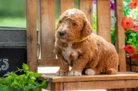 Teddy, a male Goldendoodle for sale in Waco, TX – 1 of 10