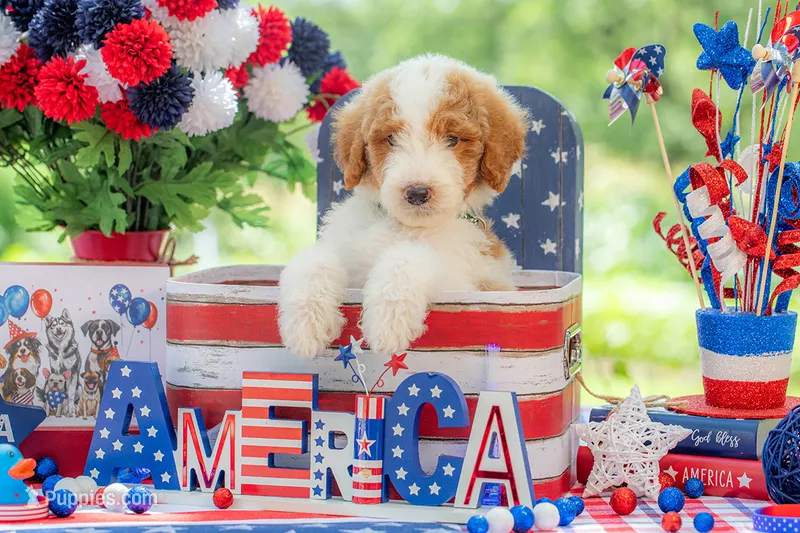Rusty – Goldendoodle puppy for sale in Waco, TX