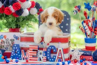 Rusty, a male Goldendoodle for sale in Waco, TX – 3 of 10