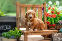 Teddy, a male Goldendoodle for sale in Waco, TX – 6 of 10