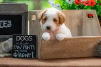 Ivy, a female Goldendoodle for sale in Waco, TX – 7 of 9