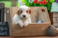Blue, a male Goldendoodle for sale in Waco, TX – 1 of 8