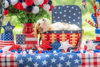 Dolly, a female Goldendoodle for sale in Waco, TX – 6 of 10
