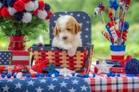 Dolly, a female Goldendoodle for sale in Waco, TX – 4 of 10