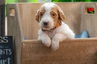 Henry, a male Goldendoodle for sale in Waco, TX – 7 of 10