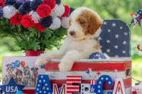 Rusty, a male Goldendoodle for sale in Waco, TX – 5 of 10