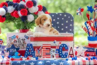 Henry, a male Goldendoodle for sale in Waco, TX – 8 of 10