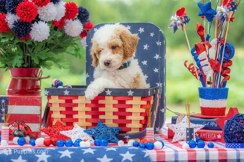 Sterling – Goldendoodle puppy for sale in Waco, TX