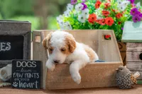 Ivy, a female Goldendoodle for sale in Waco, TX – 4 of 9