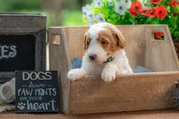 Rusty, a male Goldendoodle for sale in Waco, TX – 8 of 10