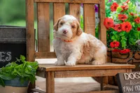 Dolly, a female Goldendoodle for sale in Waco, TX – 2 of 8