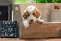 Ruby, a female Goldendoodle for sale in Waco, TX – 6 of 7