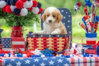 Benny, a male Goldendoodle for sale in Waco, TX – 7 of 10