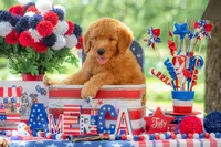 Tommee, a male Goldendoodle for sale in Waco, TX – 4 of 10