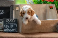 Ruby, a female Goldendoodle for sale in Waco, TX – 1 of 7