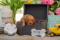 Tommee, a male Goldendoodle for sale in Waco, TX – 6 of 7