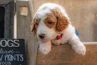 Ruby, a female Goldendoodle for sale in Waco, TX – 2 of 7