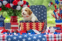Dolly, a female Goldendoodle for sale in Waco, TX – 8 of 10