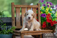 Bonnie, a female Goldendoodle for sale in Waco, TX – 2 of 10