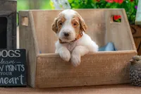 Henry, a male Goldendoodle for sale in Waco, TX – 10 of 10