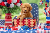 Colt, a male Goldendoodle for sale in Waco, TX – 8 of 10