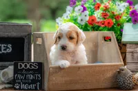 Willow, a female Goldendoodle for sale in Waco, TX – 2 of 10