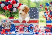 Ivy, a female Goldendoodle for sale in Waco, TX – 10 of 10