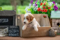 Rusty, a male Goldendoodle for sale in Waco, TX – 3 of 10