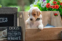 Toby, a male Goldendoodle for sale in Waco, TX – 6 of 7