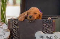 Baron, a male Goldendoodle for sale in Waco, TX – 2 of 3