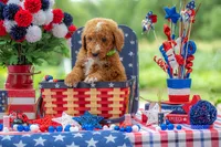 Teddy, a male Goldendoodle for sale in Waco, TX – 10 of 10