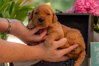 Sadie, a female Goldendoodle for sale in Waco, TX – 2 of 9