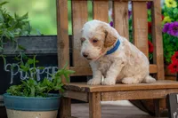 Sterling, a male Goldendoodle for sale in Waco, TX – 8 of 10