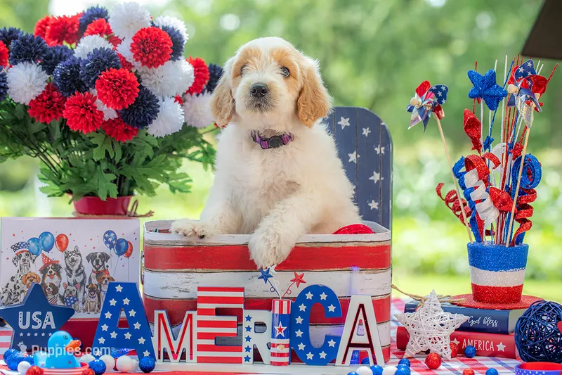 Bandit – Goldendoodle puppy for sale in Waco, TX