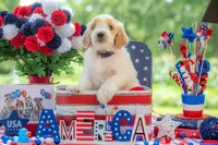 Bandit, a male Goldendoodle for sale in Waco, TX – 2 of 10