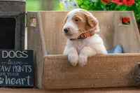 Henry, a male Goldendoodle for sale in Waco, TX – 3 of 10