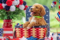 Teddy, a male Goldendoodle for sale in Waco, TX – 8 of 10