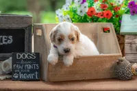 Bandit, a male Goldendoodle for sale in Waco, TX – 1 of 7