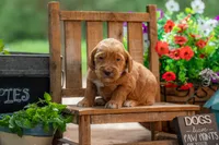 Royal, a male Goldendoodle for sale in Waco, TX – 4 of 9