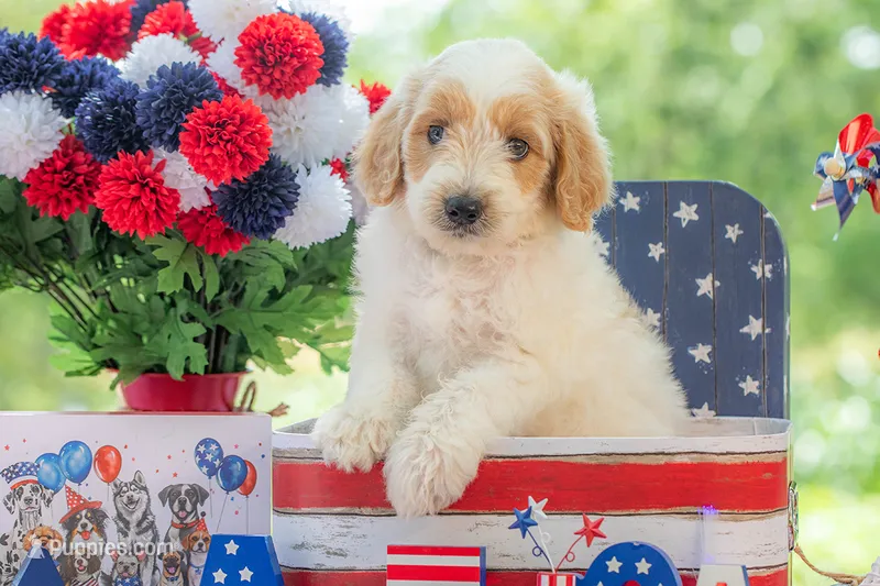 Bandit – Goldendoodle puppy for sale in Waco, TX