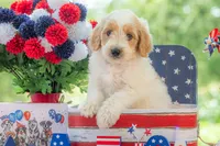 Bandit, a male Goldendoodle for sale in Waco, TX – 3 of 10