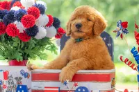 Tommee, a male Goldendoodle for sale in Waco, TX – 8 of 10