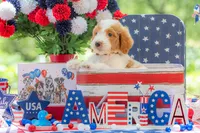 Henry, a male Goldendoodle for sale in Waco, TX – 6 of 10