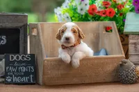 Henry, a male Goldendoodle for sale in Waco, TX – 4 of 10