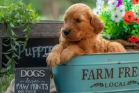 Artie, a male Goldendoodle for sale in Waco, TX – 5 of 7